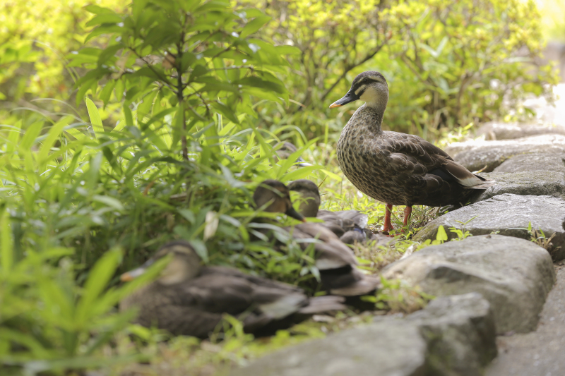 目白庭園のアイドル!?