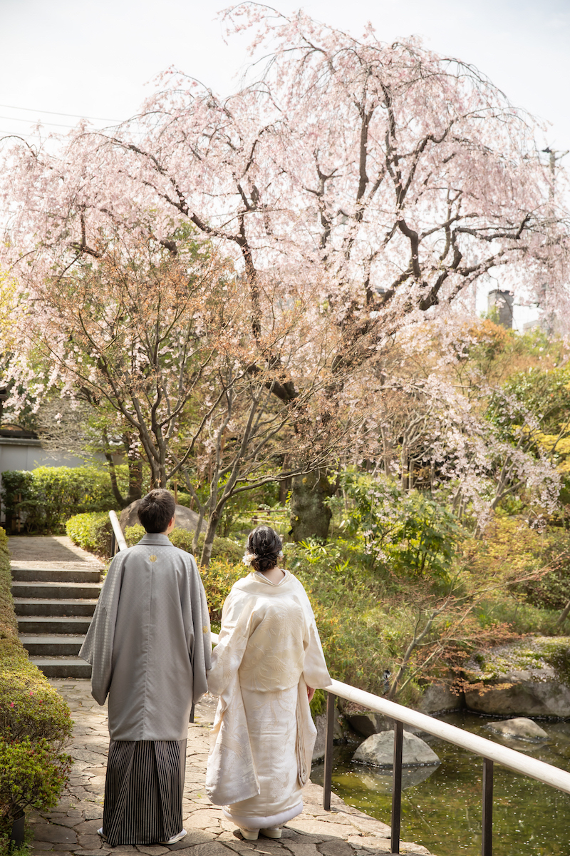 立派な枝垂れ桜