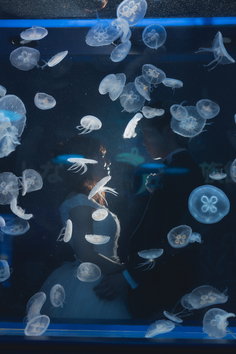 海月たゆたう、幻想的な光のシルエット
