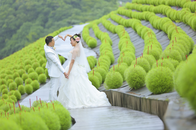 ふわふわコキア