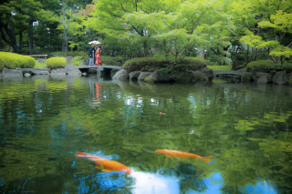 お二人と鯉と