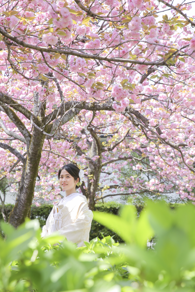 ピンクの桜が満開でした。