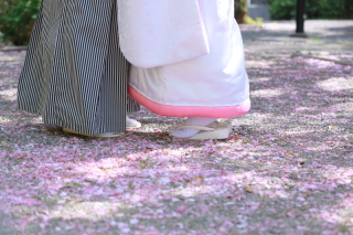 桜や梅などなど