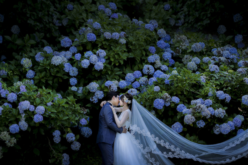 紫陽花が最高でした！！