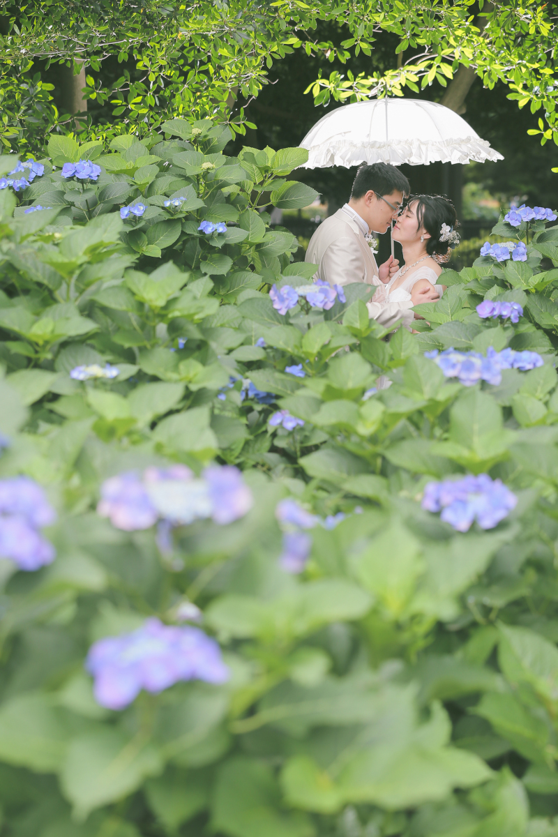 アジサイに囲まれて。