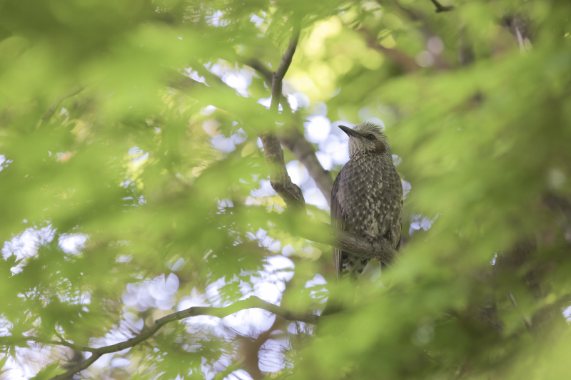 サプライズ！！！