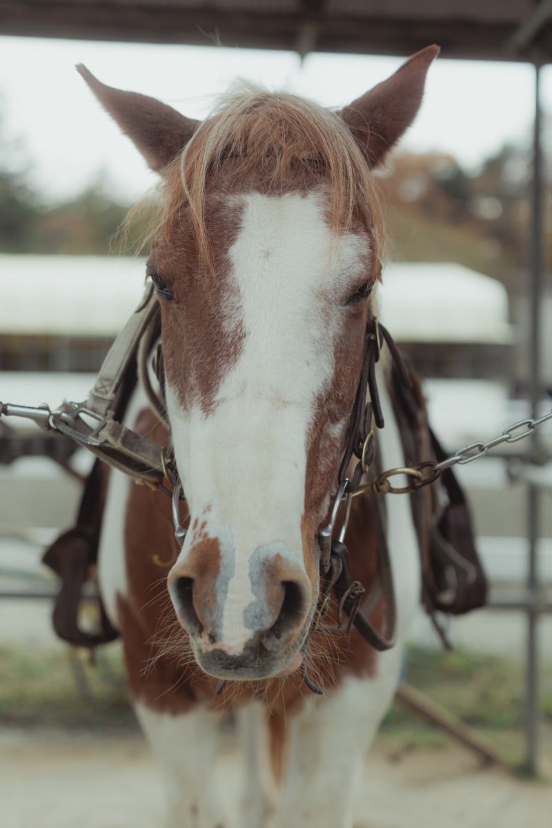 乗馬クラブへ到着