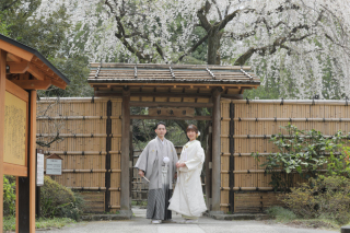 桜シーズン到来！