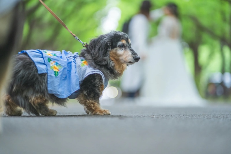 STUDIO AQUA 新宿店(スタジオAQUA)_ペットと一緒に撮影できる