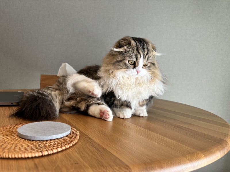 外に連れ出すのは心配..!お家フォトも叶えられる!