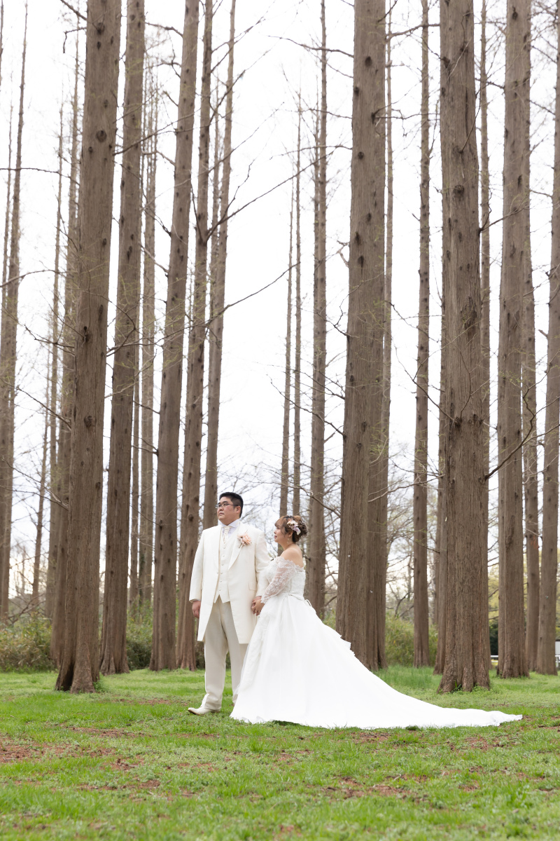 メタセコイアの森