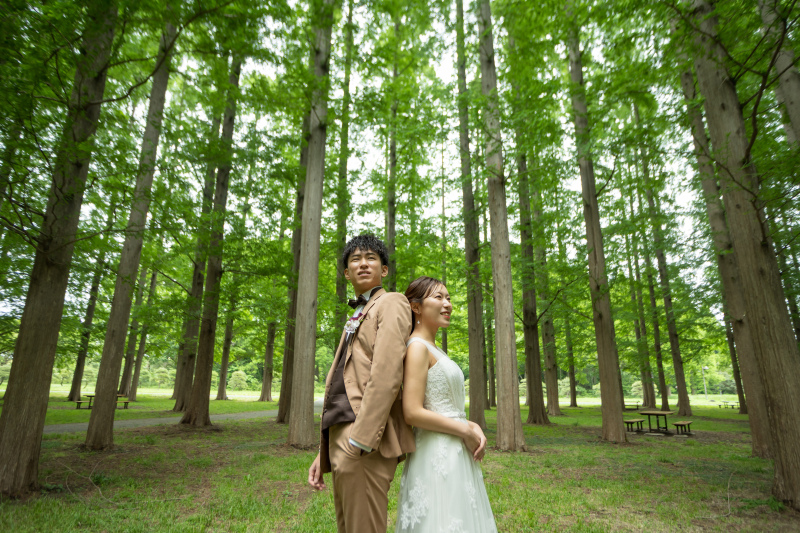 メタセコイヤの森