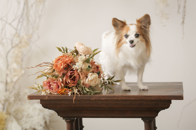 ワンちゃんソロショット