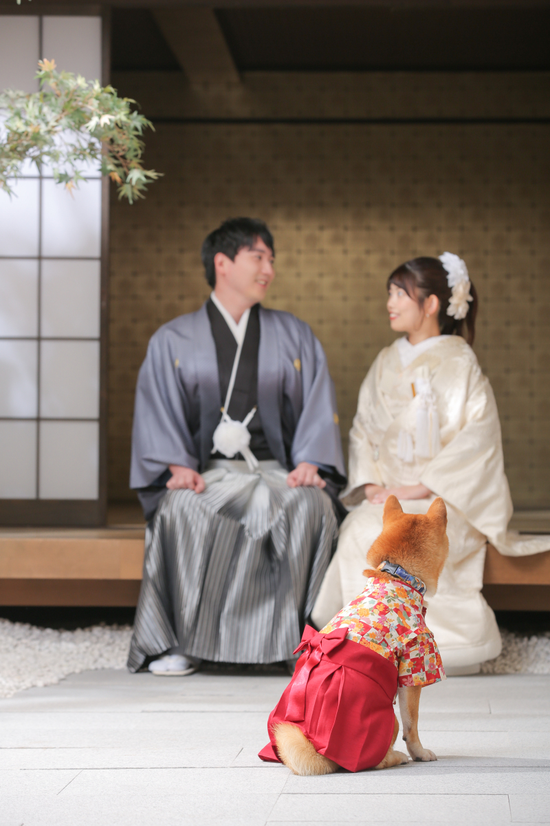 柴犬×白無垢×レース打掛