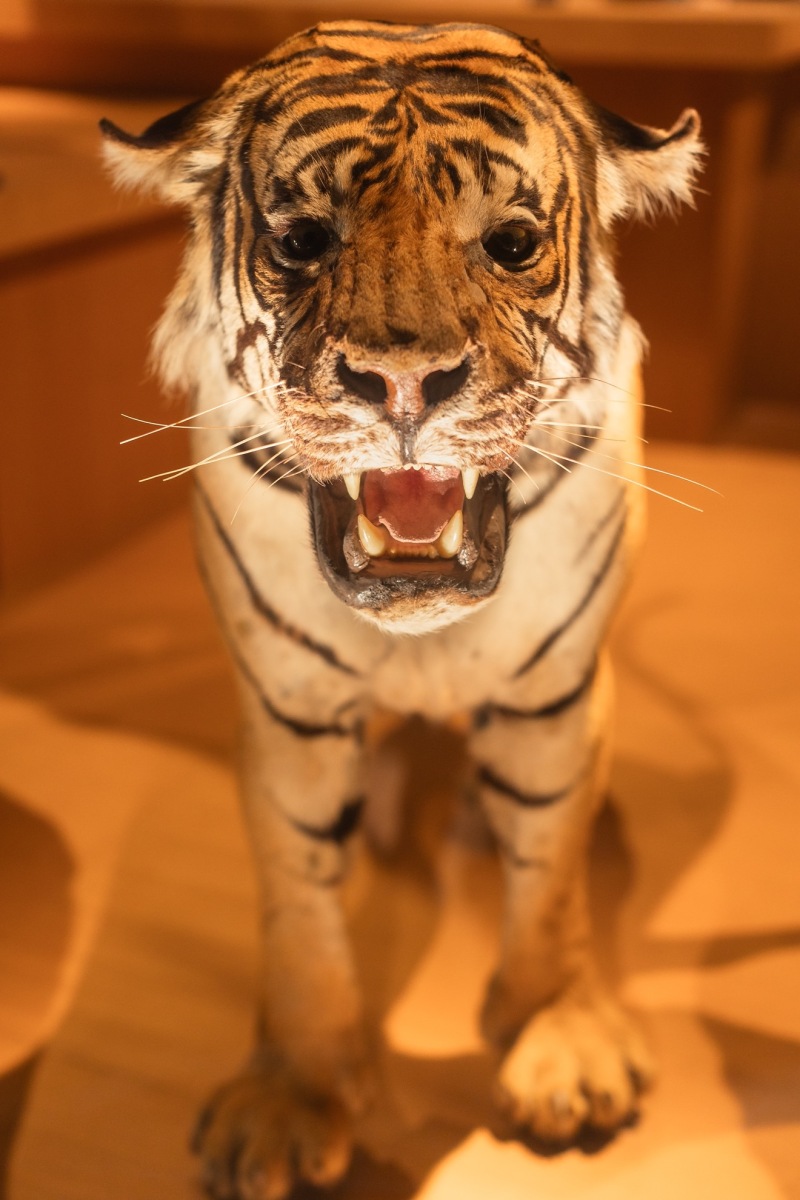 国立科学博物館