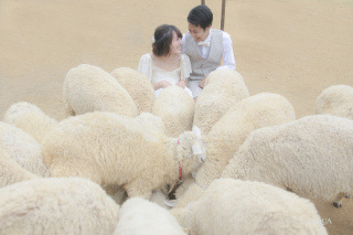 前撮りwith羊・ヤギ