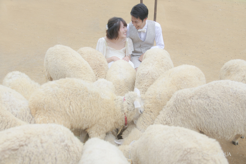 前撮りwith羊・ヤギ