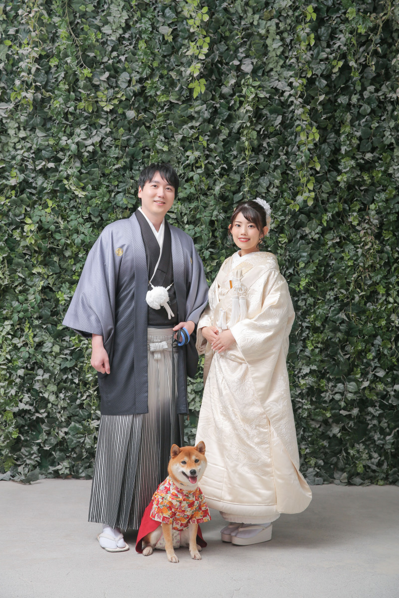 柴犬×白無垢×レース打掛