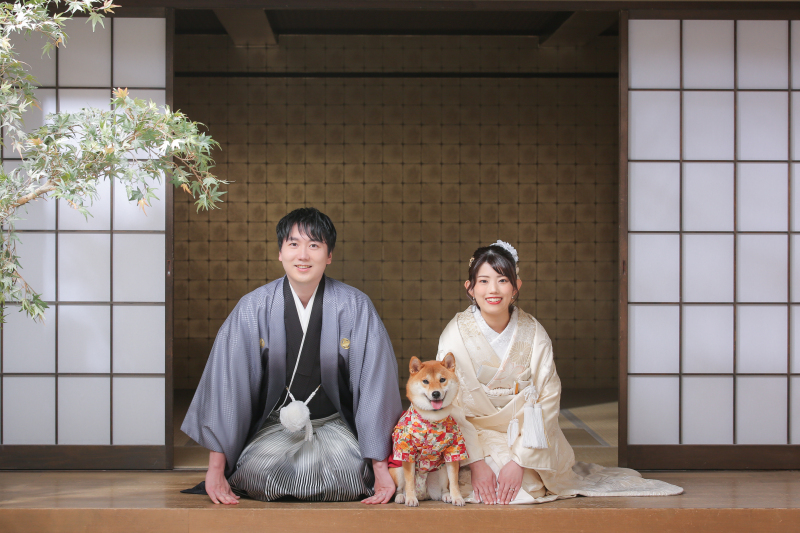 柴犬×白無垢×レース打掛