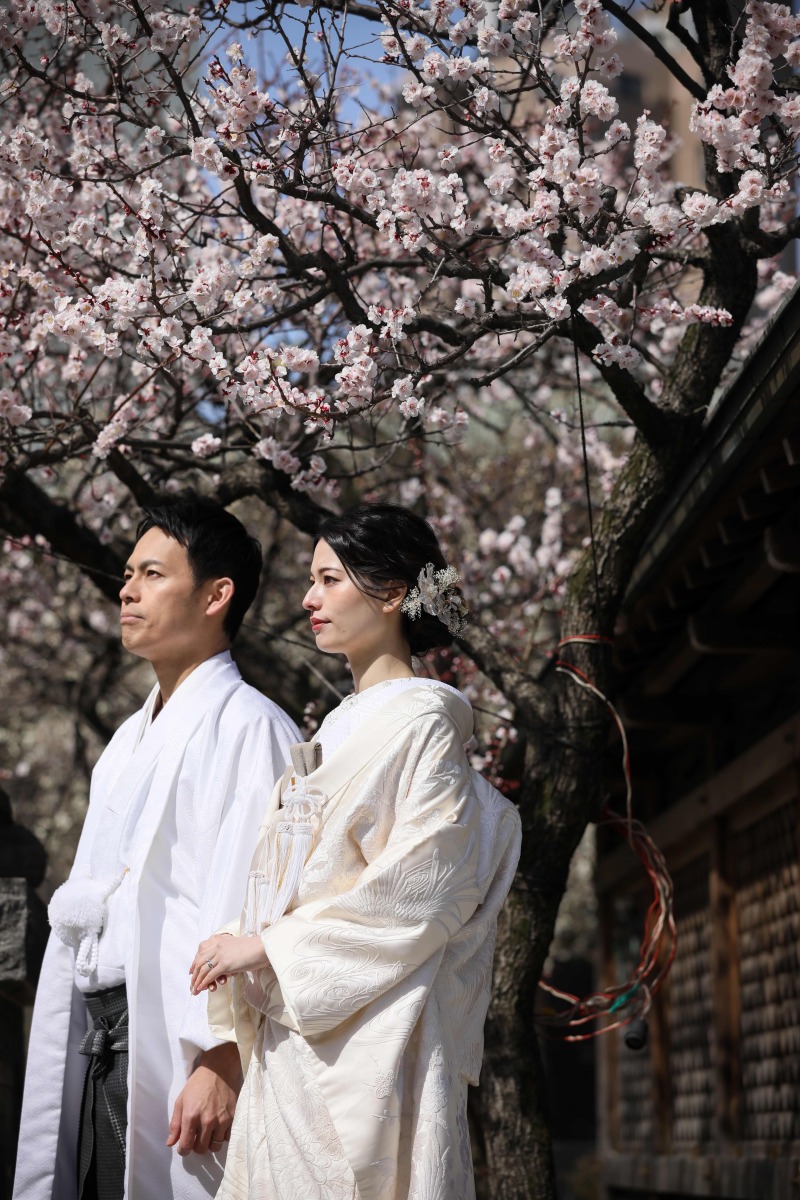 満開の梅の下で