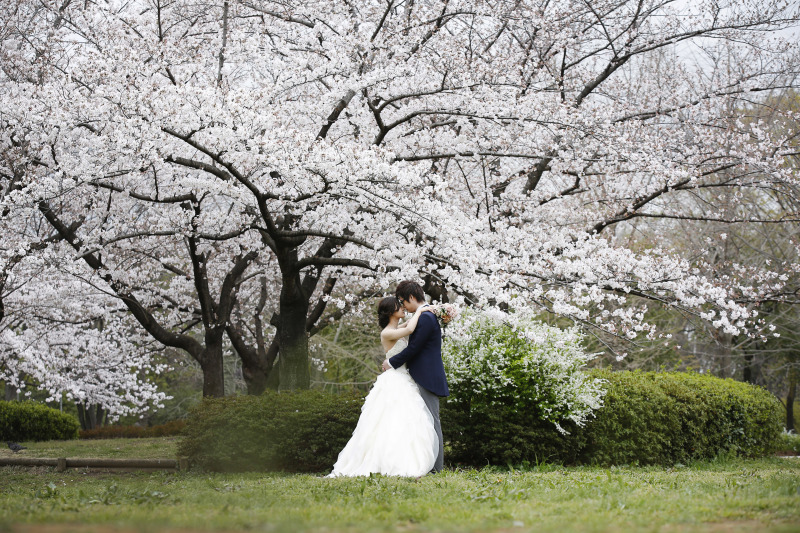 海外のお客様にも人気の桜ロケ