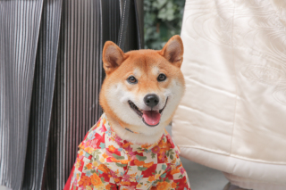 柴犬×白無垢×レース打掛