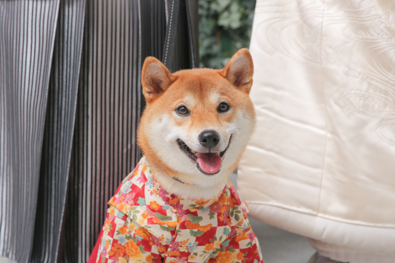 柴犬×白無垢×レース打掛