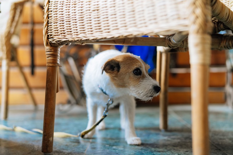 看板犬がお出迎え