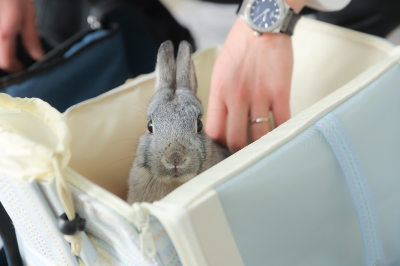 癒しのもふもふショット