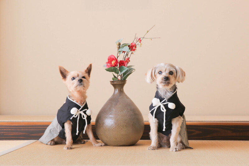 ワンちゃんソロ撮影