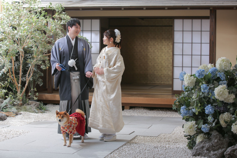 柴犬×白無垢×レース打掛