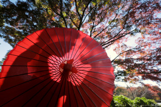 紅葉ロケーションが大人気