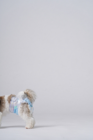 無地背景を楽しむスタジオ