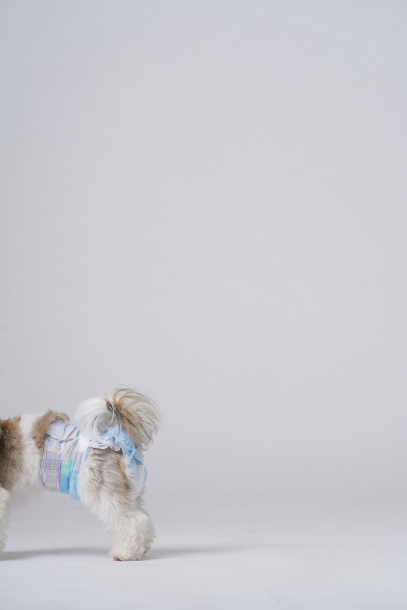 無地背景を楽しむスタジオ