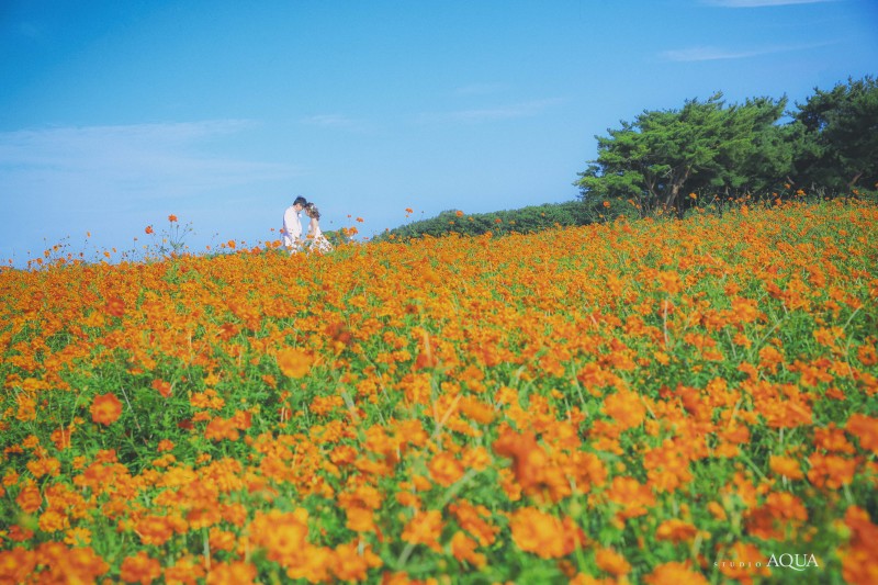 キバナコスモス