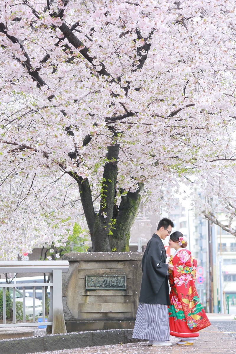 日本の桜