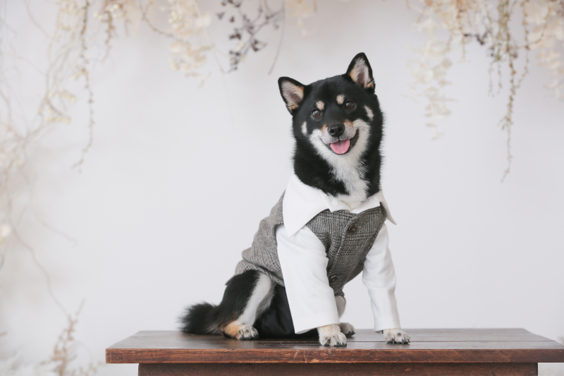 ワンちゃんもソロカット！