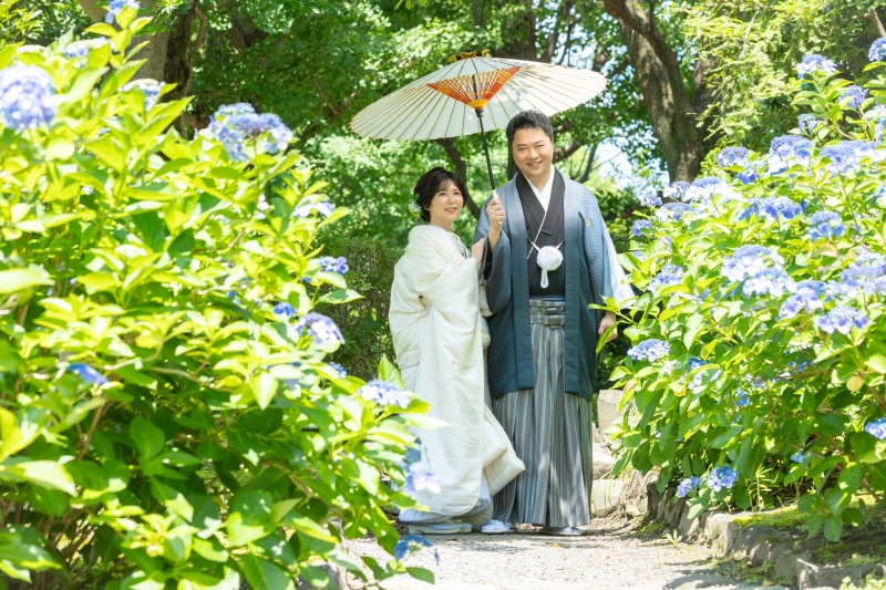 紫陽花と、