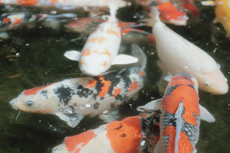 揺らめく水面と鯉