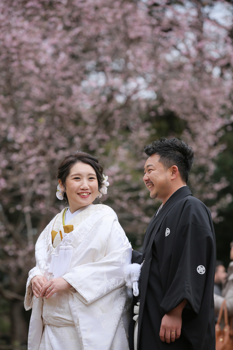 12月なのに桜が！