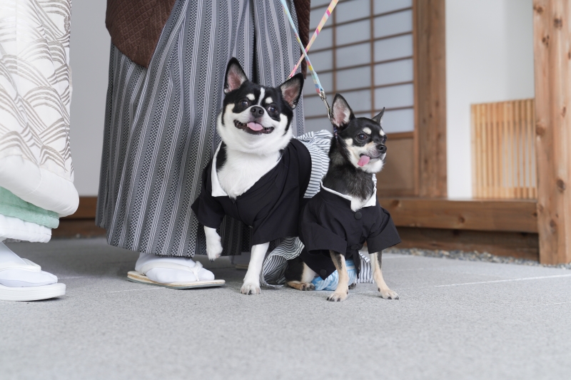 わんちゃんとの撮影