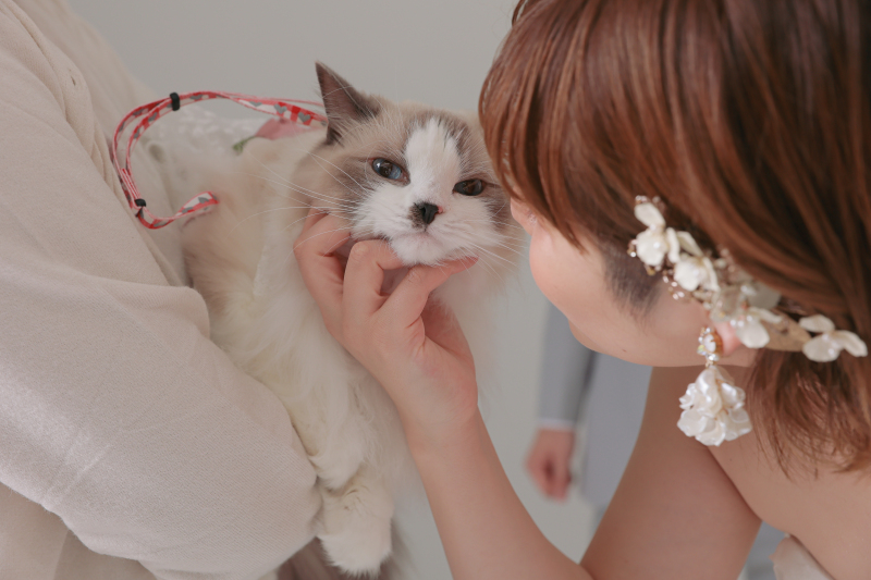 ネコちゃんとご新婦様