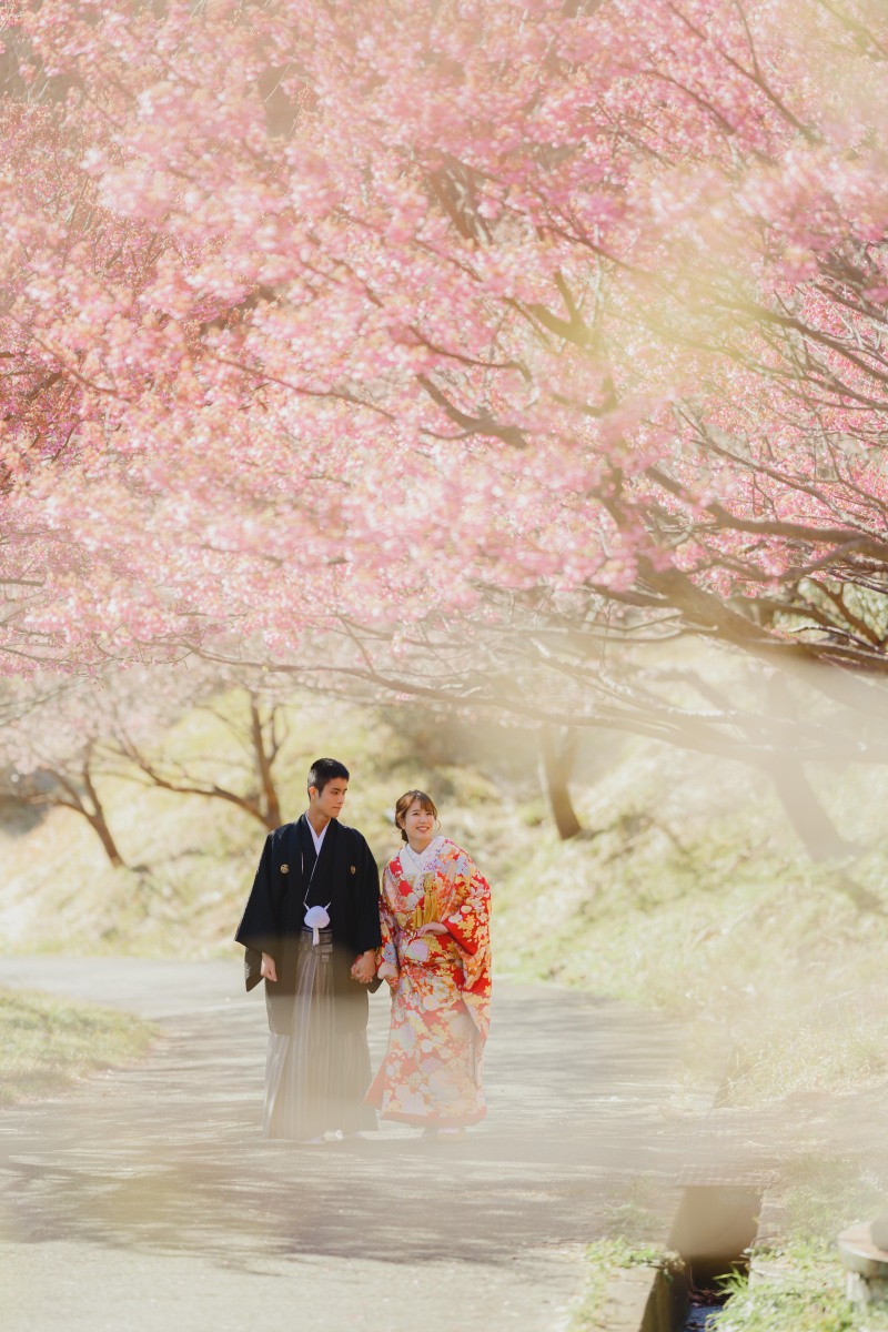 河津桜と他の桜との違い!