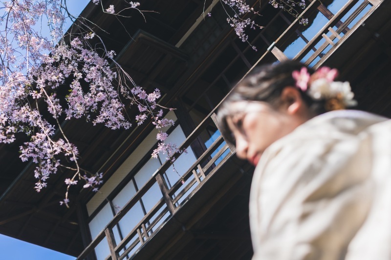 枝垂れ桜
