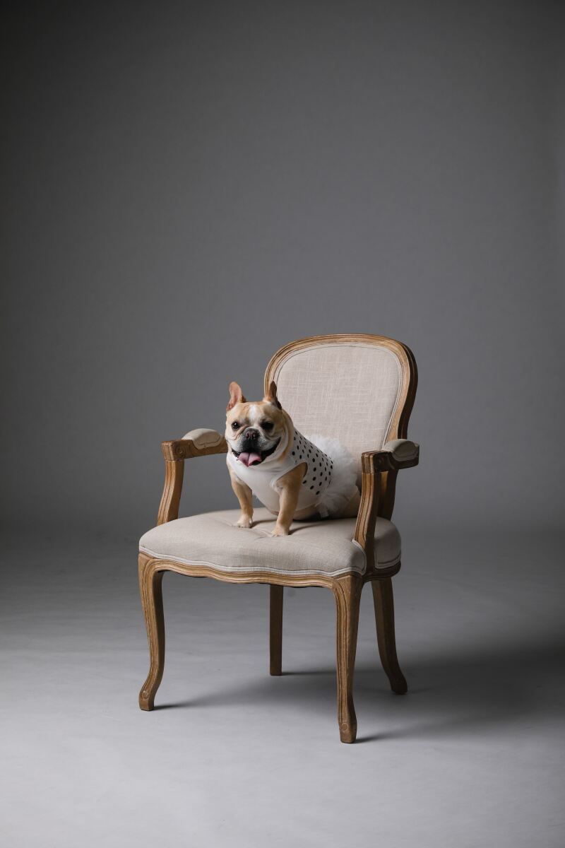 ワンちゃんのソロカットも