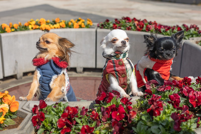 結びはワンちゃん達