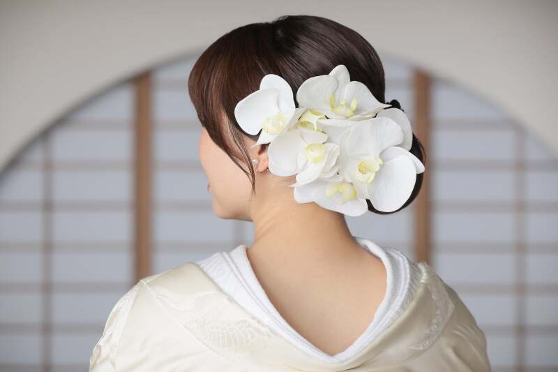 胡蝶蘭