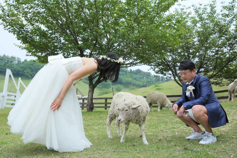 子羊と触れ合いタイム