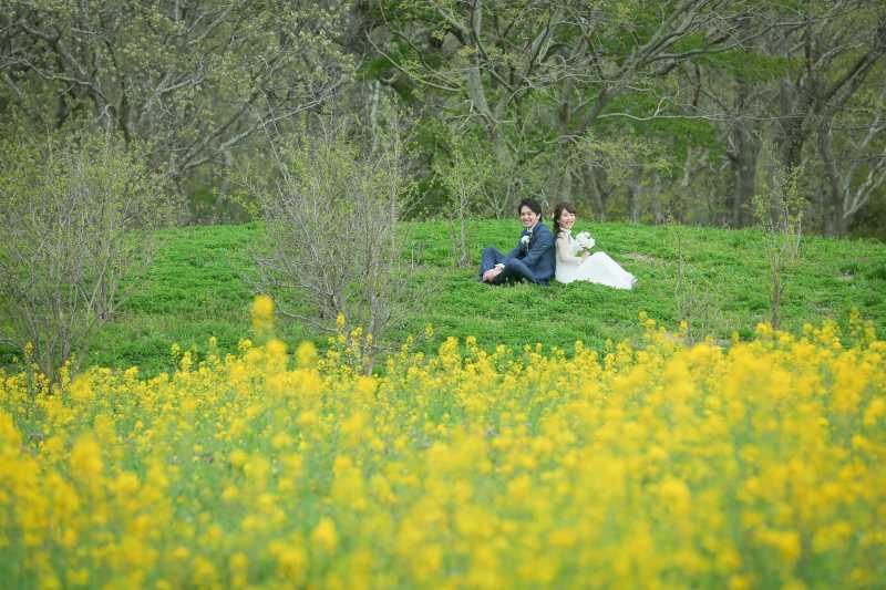 憧れの菜の花畑