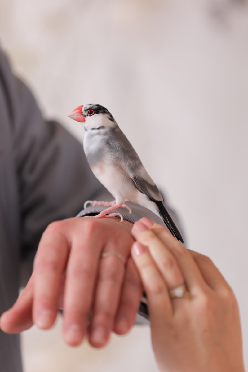 文鳥と手元のショット